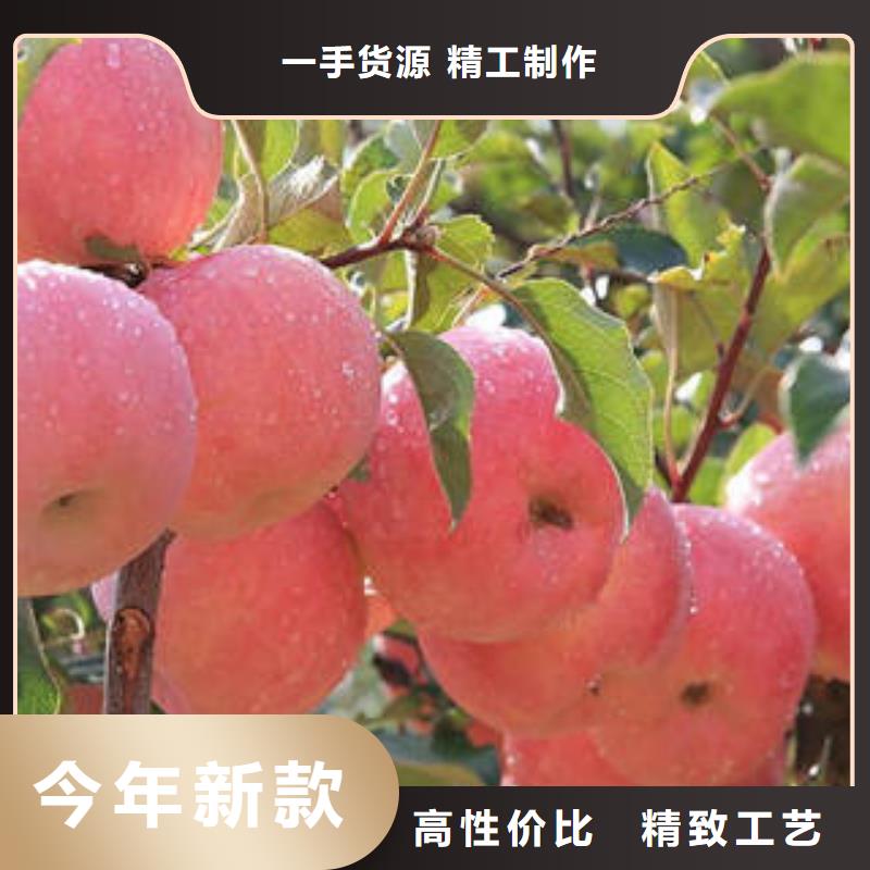 订购[景才]红富士苹果,红富士苹果产地讲信誉保质量