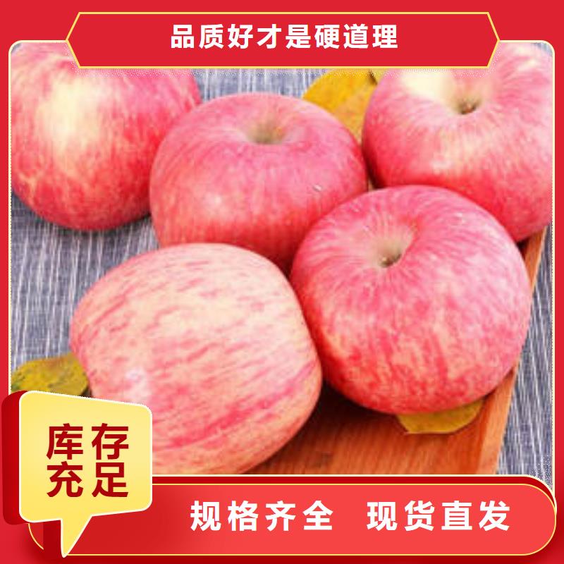 定制(景才)红富士苹果-苹果种植基地细节决定成败