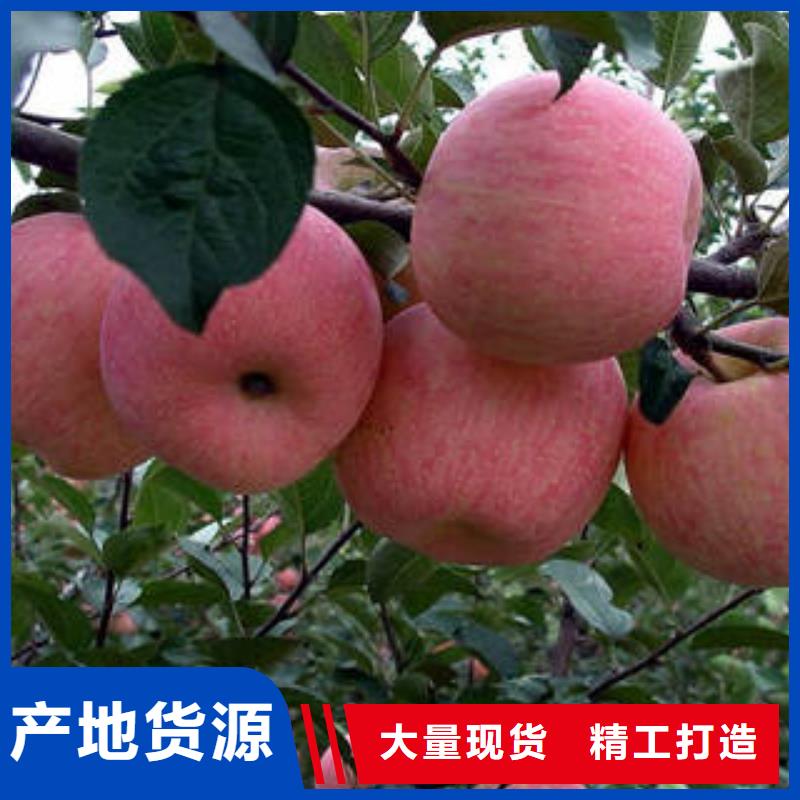 红富士苹果苹果种植基地实体诚信厂家