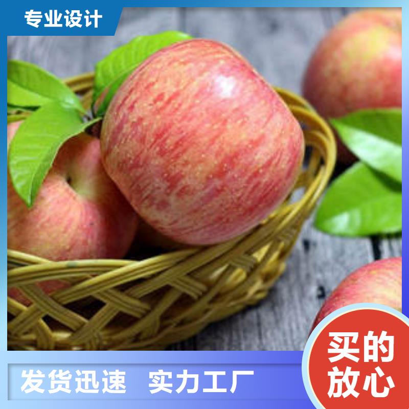 红富士苹果苹果种植基地实体诚信厂家