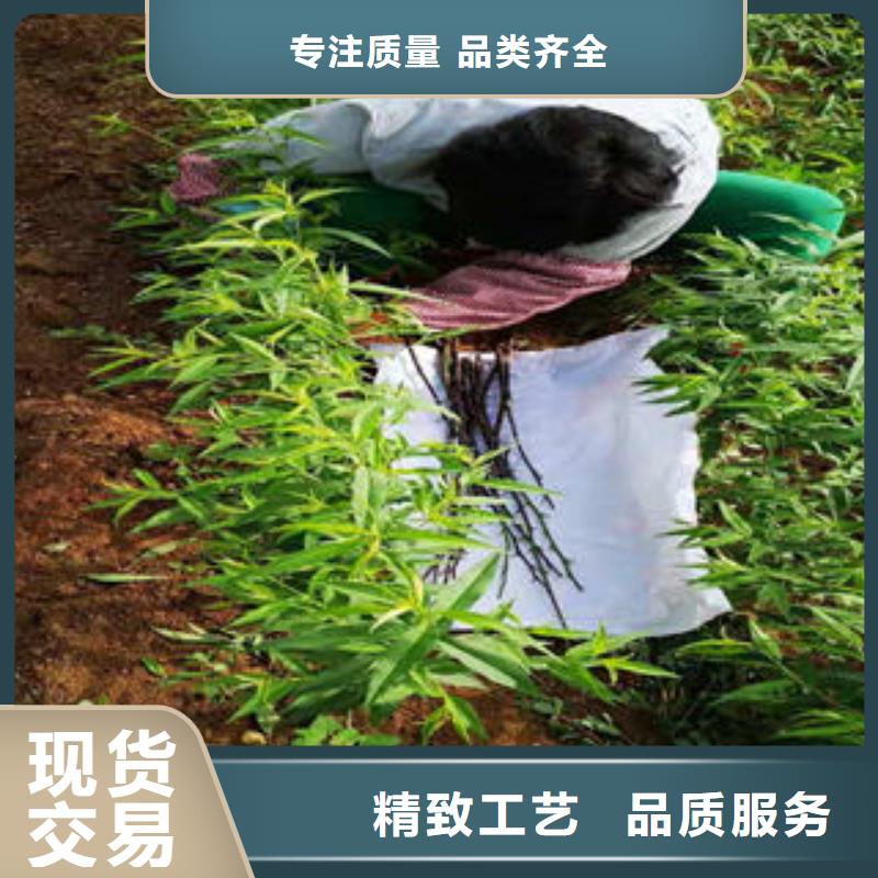 【桃树苗,花椒苗好货有保障】