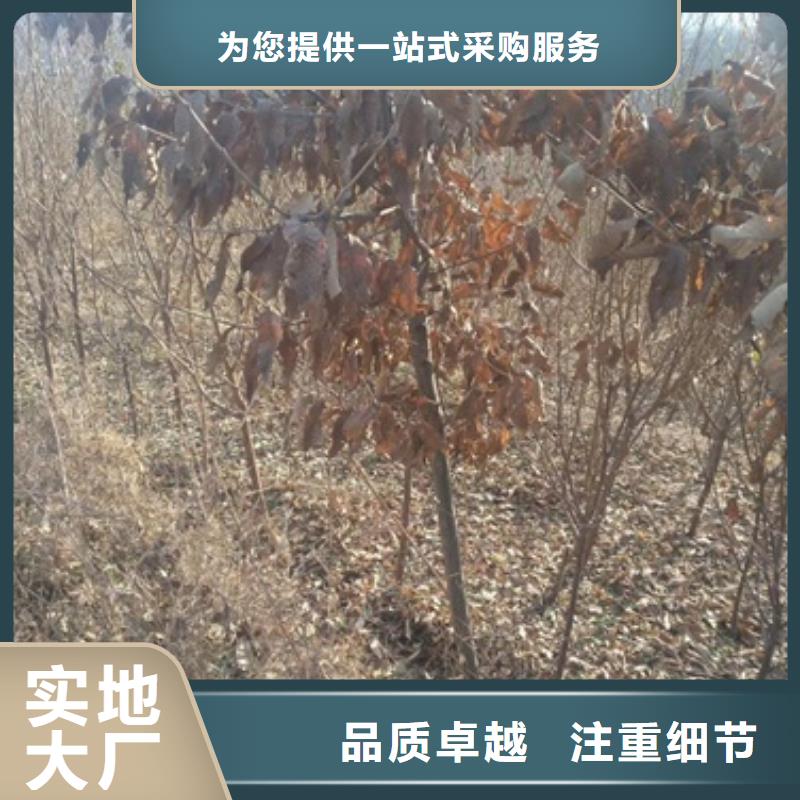 【板栗苗】花椒苗每个细节都严格把关