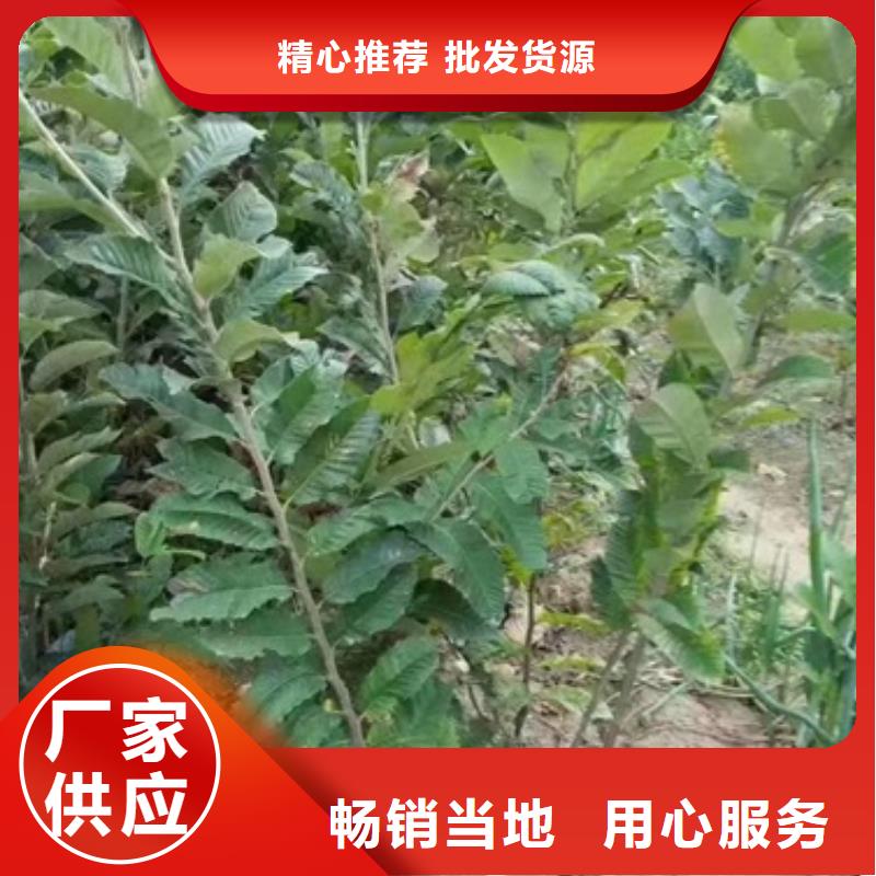 【板栗苗】花椒苗每个细节都严格把关