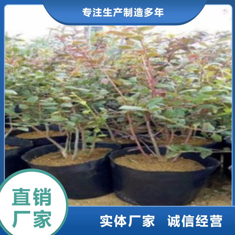 蓝莓苗桃树苗设备齐全支持定制