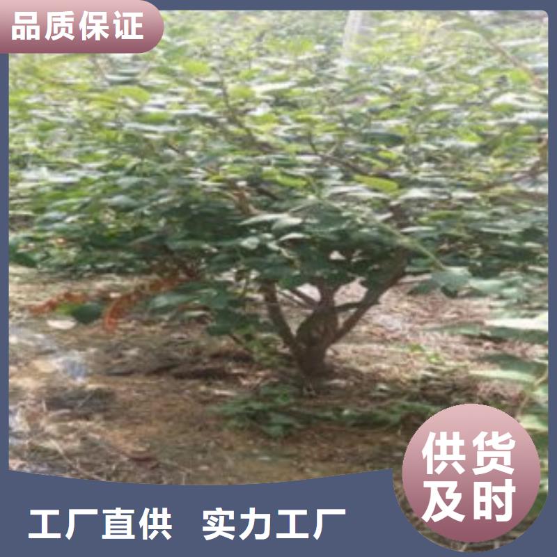 蓝莓苗桃树苗设备齐全支持定制