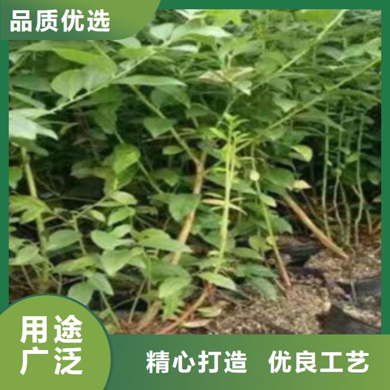 蓝莓苗桃树苗打造好品质