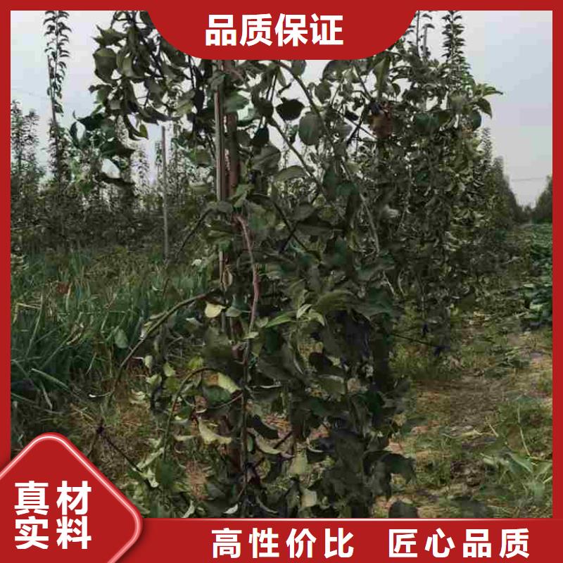 苹果苗蓝莓苗规格型号全