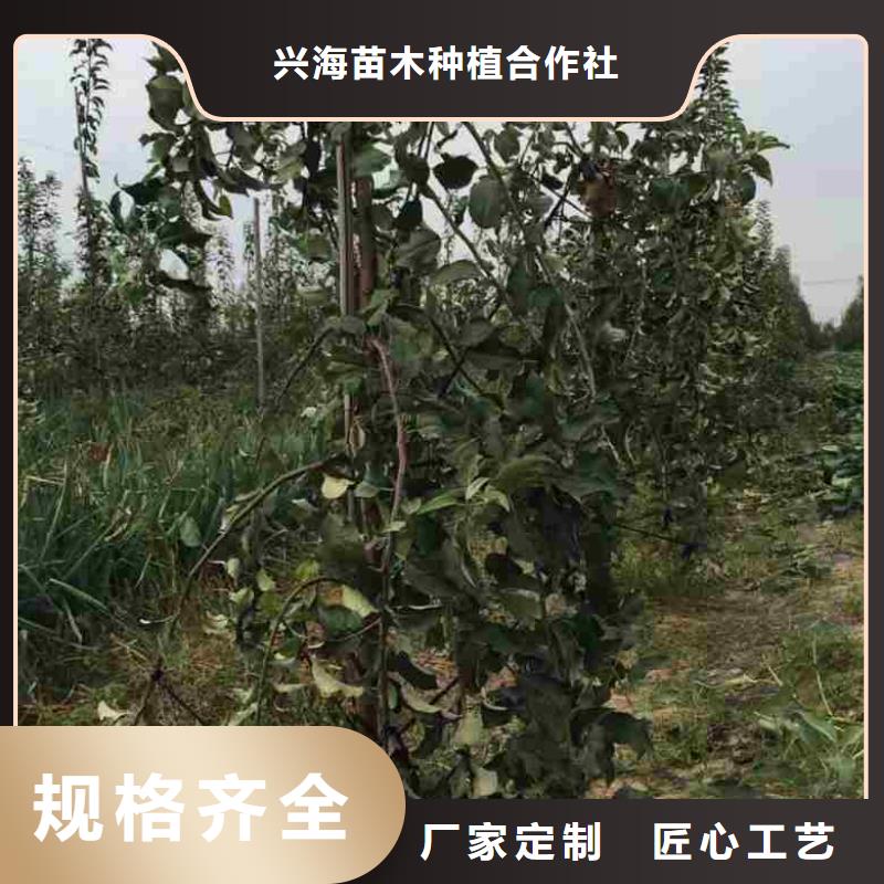 苹果苗厂家质量过硬