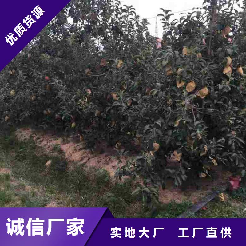 苹果苗梨树苗设备齐全支持定制