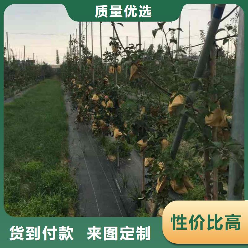 苹果苗蓝莓苗规格型号全