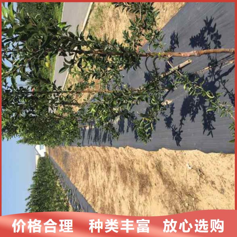 苹果苗蓝莓苗规格型号全