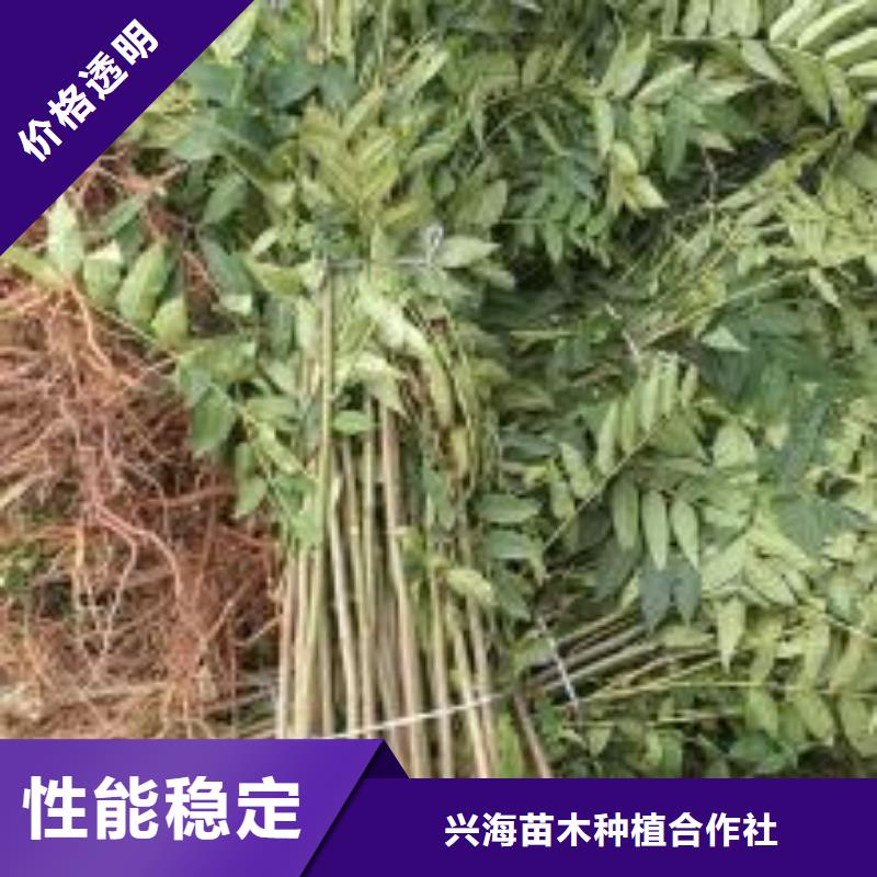 香椿苗桃树苗不只是质量好