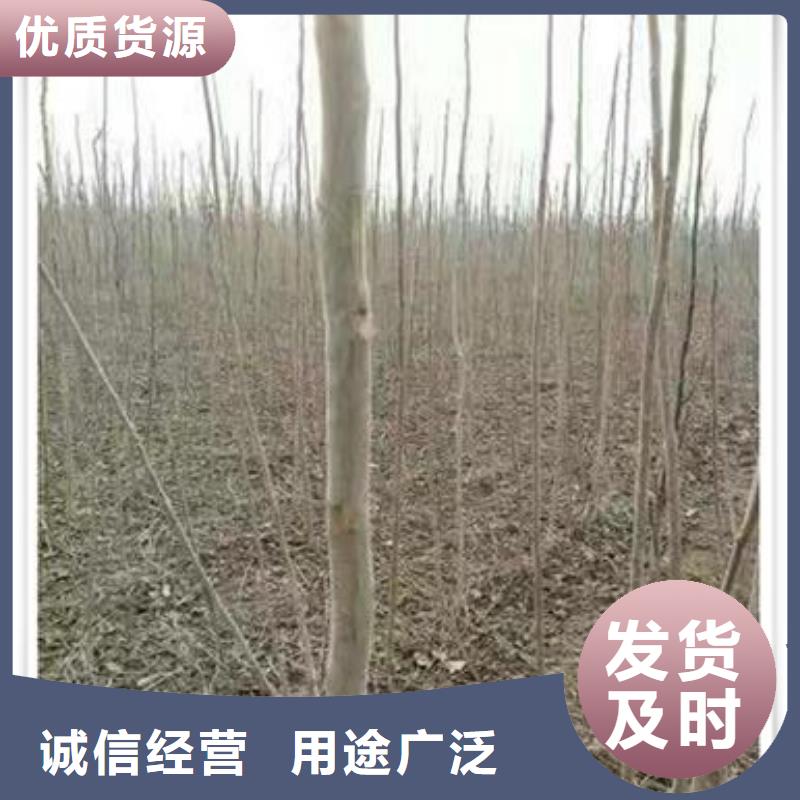 香椿苗_梨树苗质量检测