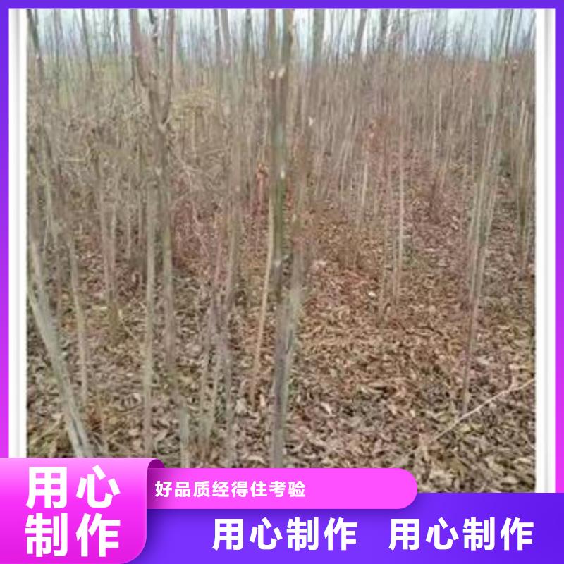 香椿苗桃树苗不只是质量好