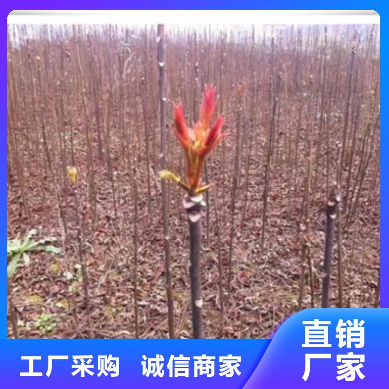 符合行业标准[兴海]香椿苗花椒苗支持批发零售