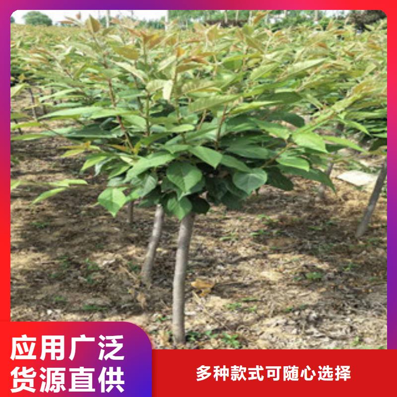 樱花核桃苗樱花苗长果桑树苗超产品在细节