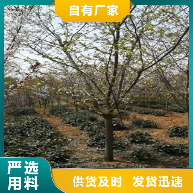 樱花,【樱桃苗】现货批发