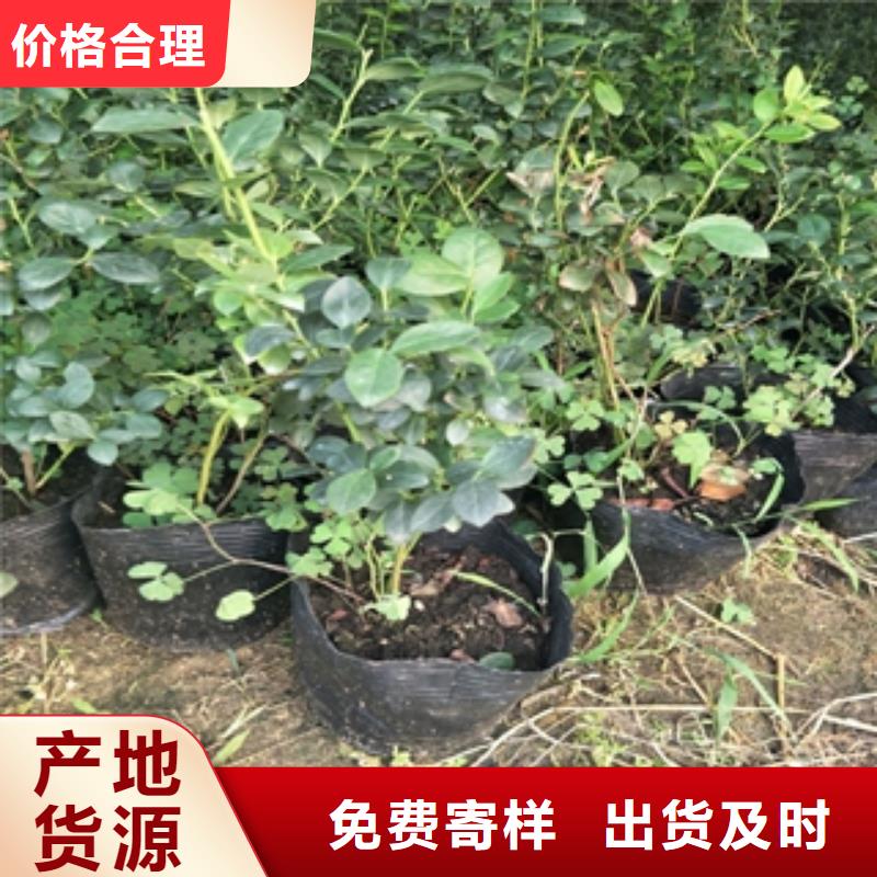 蓝莓苗核桃苗樱花苗长果桑树苗买的放心安兴用的舒心