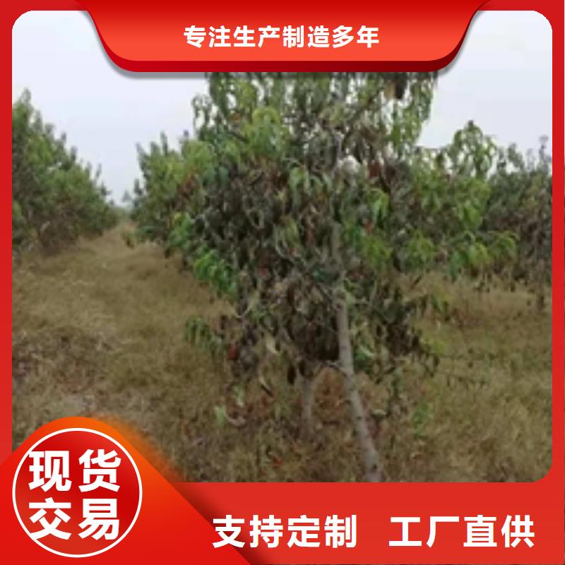 大厂家实力看得见【正家】桃树_核桃苗 樱花苗 长果桑树苗拒绝中间商