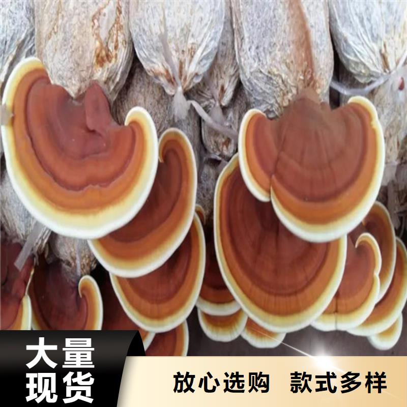 煲汤灵芝款式齐全