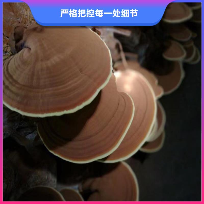 灵芝价格比较