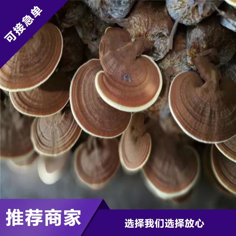 灵芝盆栽可在线咨询价格