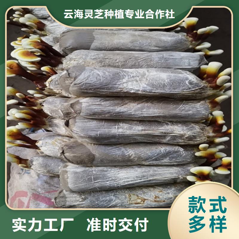 实力雄厚的
灵芝粉供应商