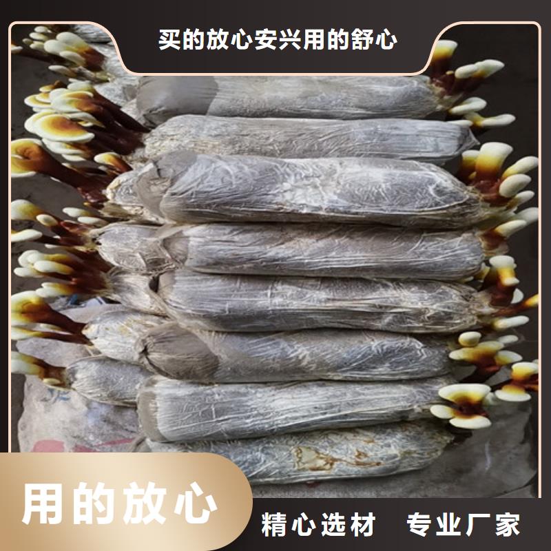 灵芝超微粉品牌-报价_云海灵芝种植专业合作社