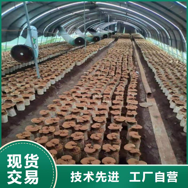 破壁灵芝粉厂家价格公道