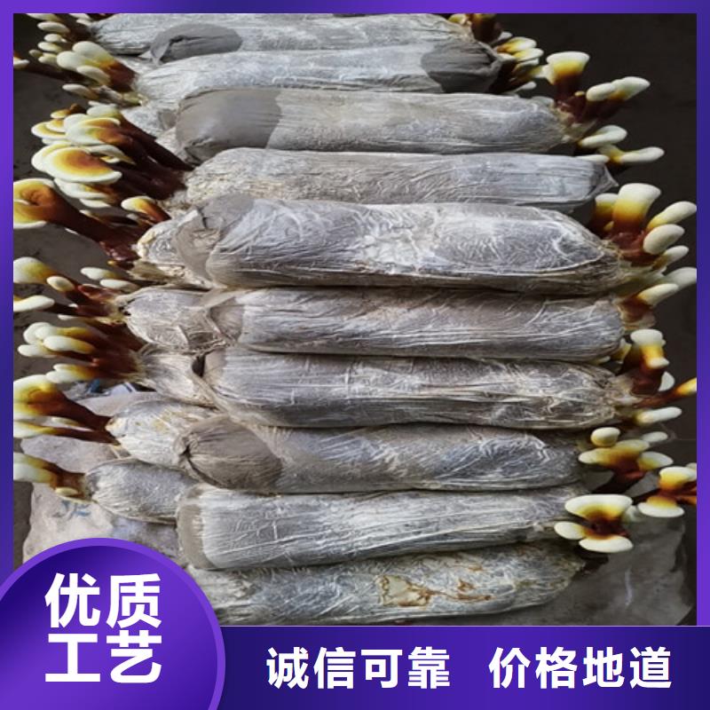 甄选：灵芝超微粉供应商