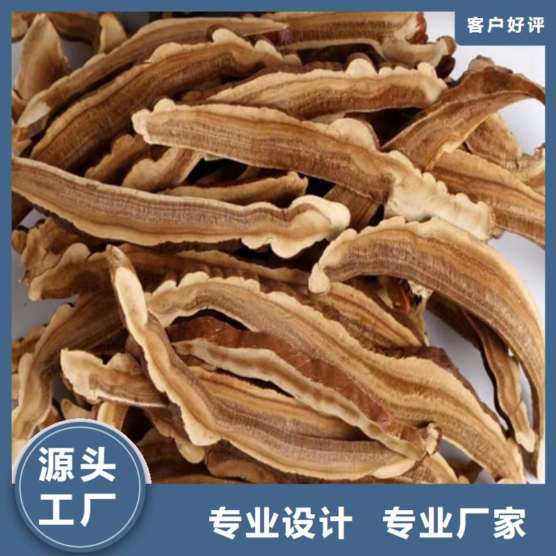 专业销售灵芝菌棒-价格优惠