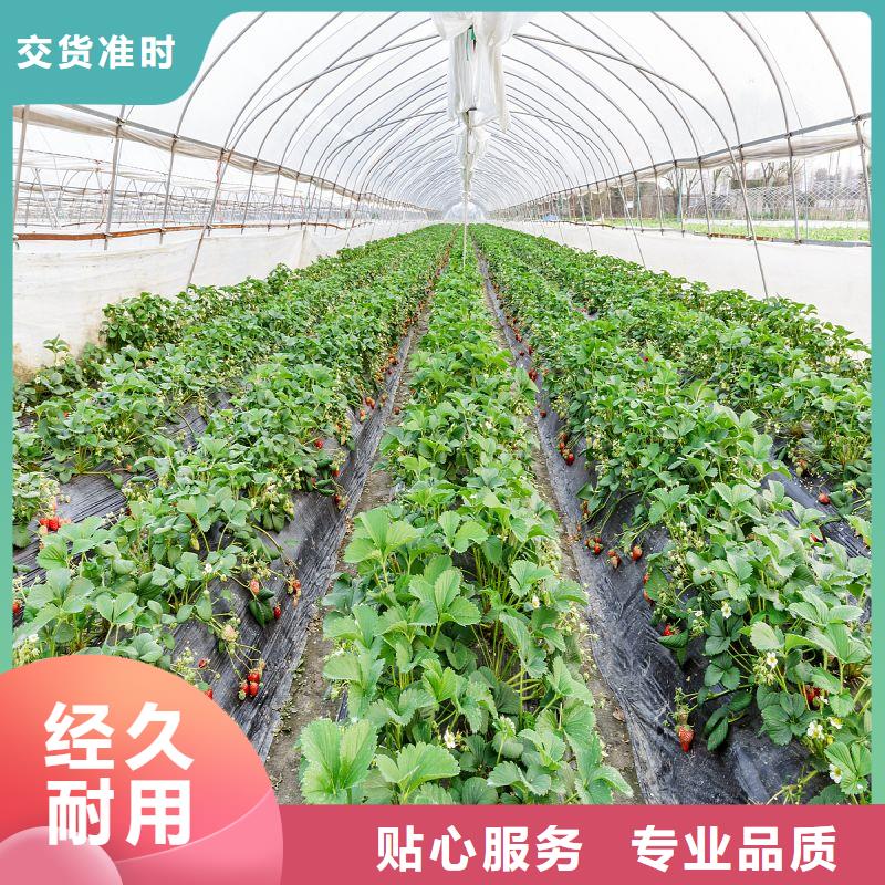 连栋大棚种植批发零售2024