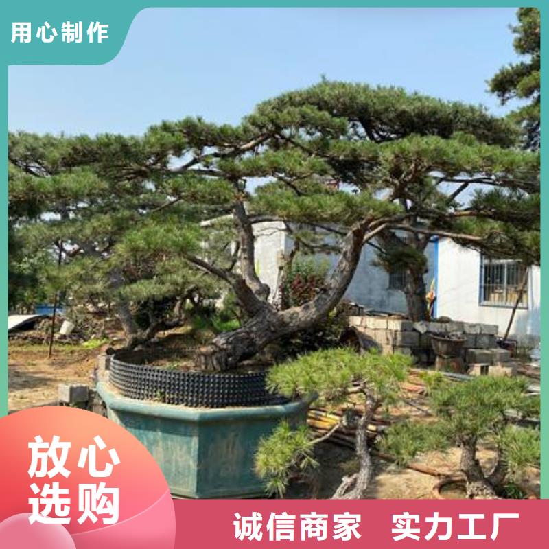 造型松造型池松拥有多家成功案例