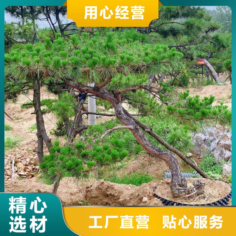 造型松,造型油松一手货源