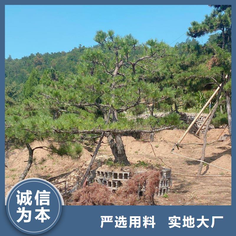 造型松【造型池松】质量不佳尽管来找我