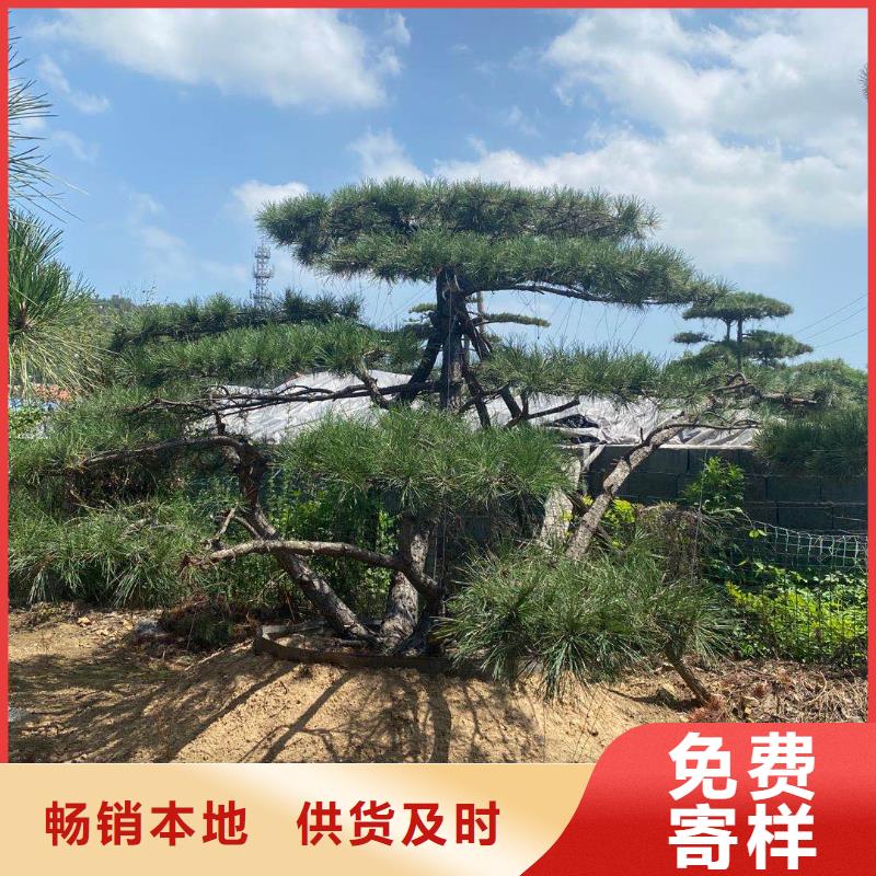 厂家供应《东实》造型松大型古松实拍展现