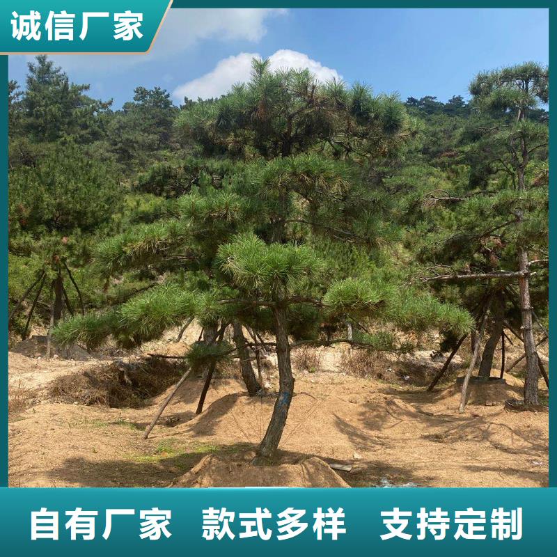 造型松,造型松价格价格合理