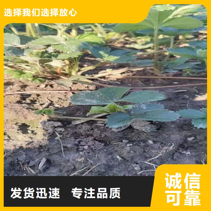 草莓苗核桃苗售后服务完善