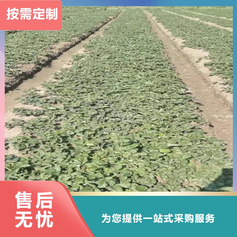 【草莓苗_翠冠梨苗敢与同行比价格】