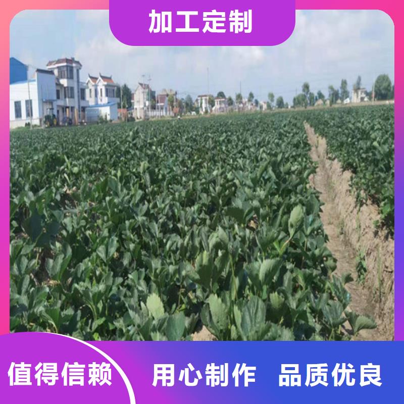 草莓苗樱桃树苗支持大批量采购