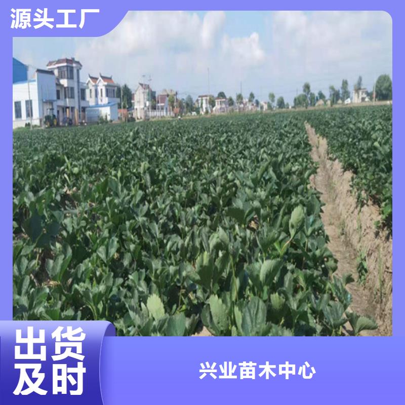 草莓苗樱桃苗规格型号全