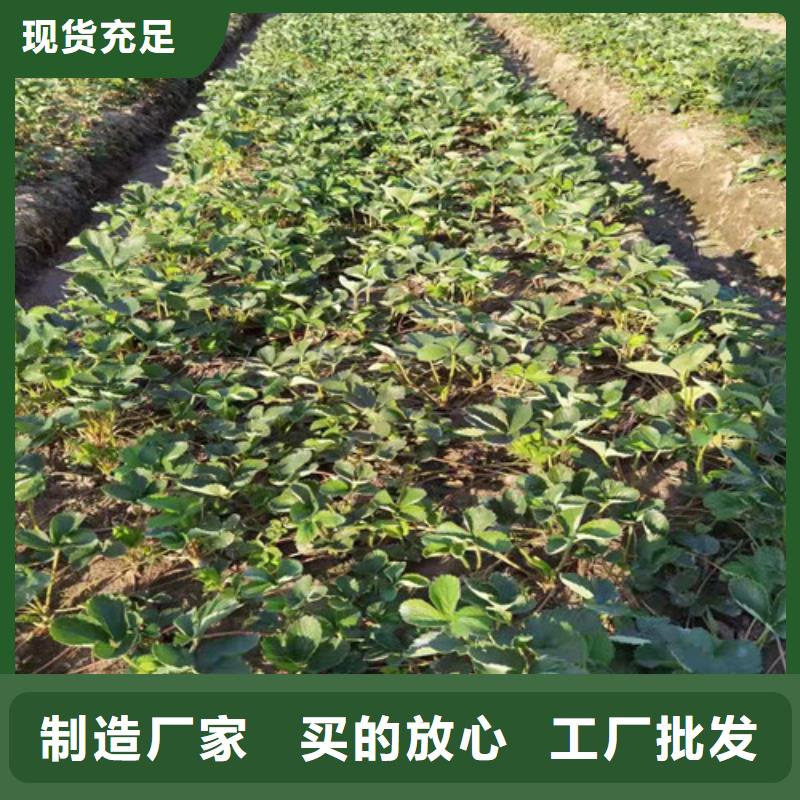 草莓苗【珍珠油杏】生产安装