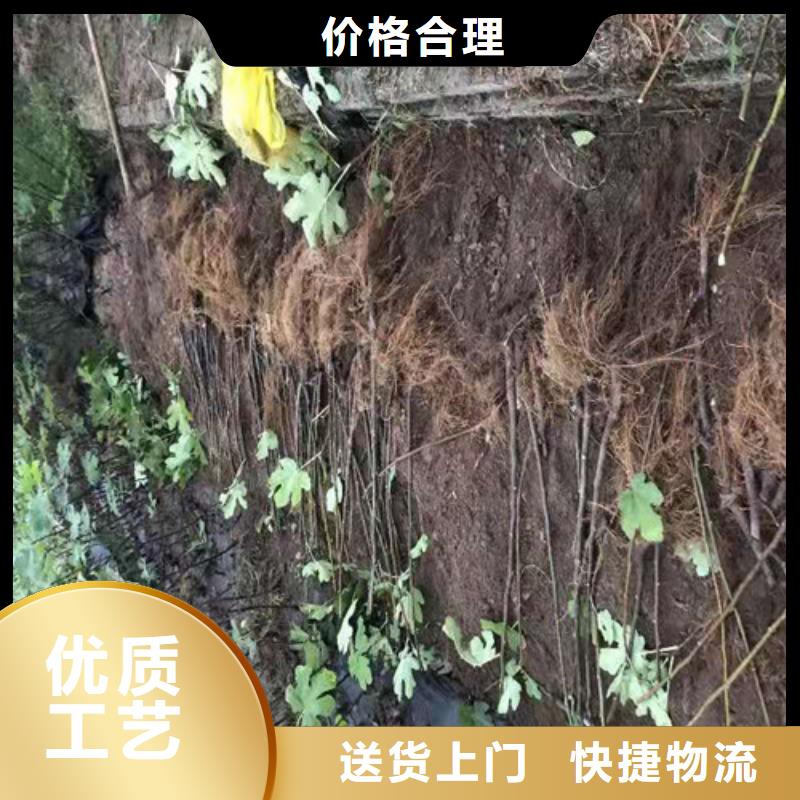 无花果【桃树苗】市场报价