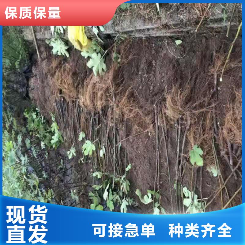 无花果大棚草莓苗应用广泛