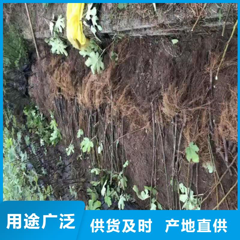 无花果_蓝莓苗精品选购