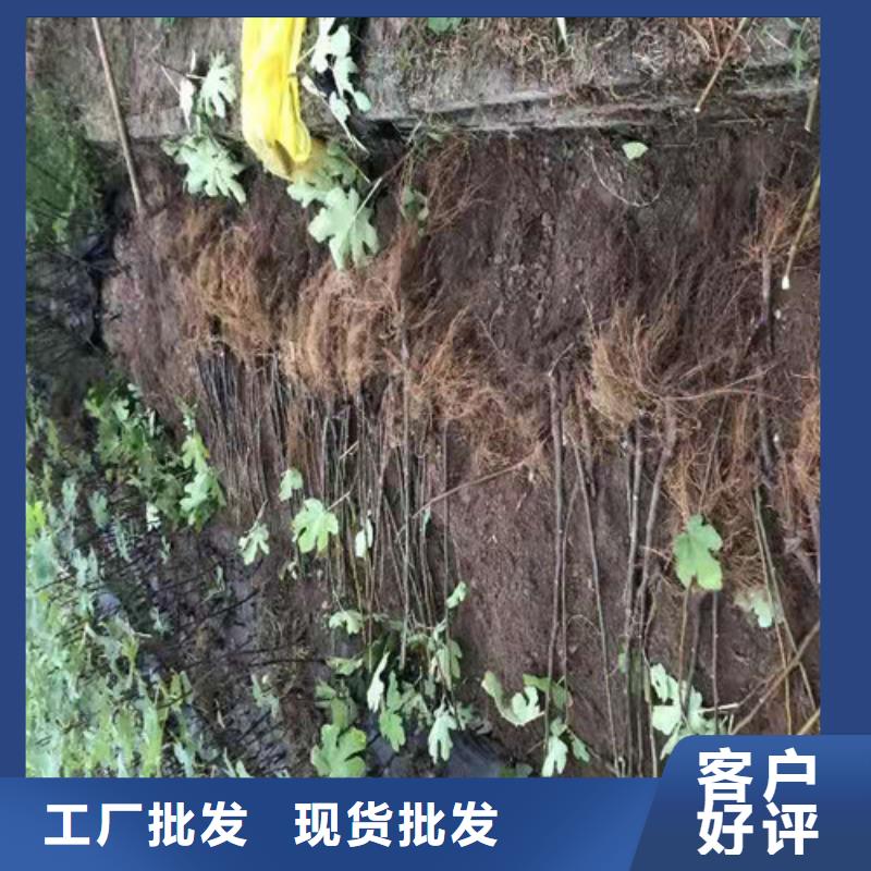 无花果_【蟠桃苗】重信誉厂家