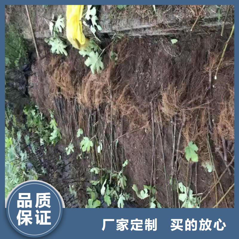 无花果猕猴桃苗为您精心挑选