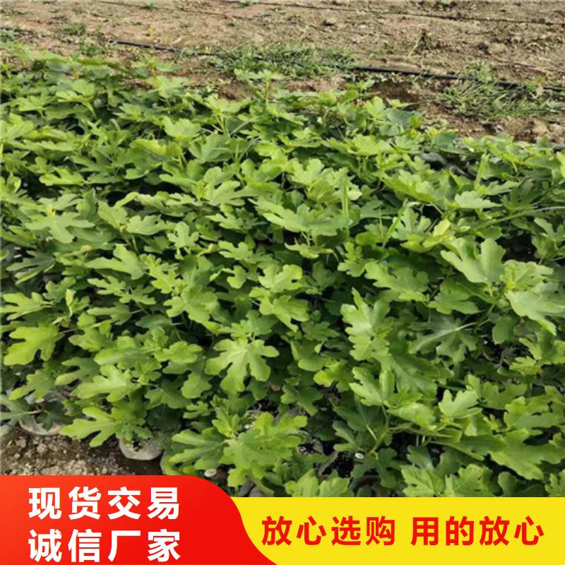 无花果花椒苗老客户钟爱