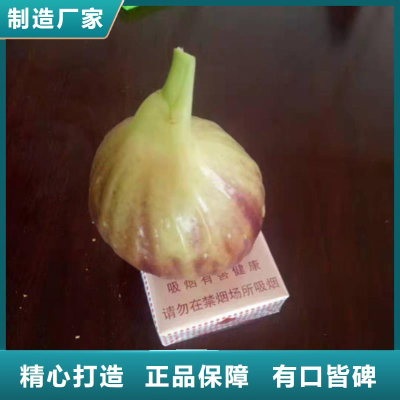 无花果梨树苗厂家直接面向客户