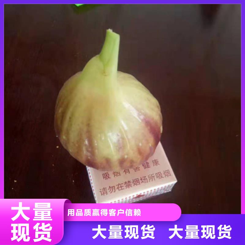 无花果辣椒苗价格合理